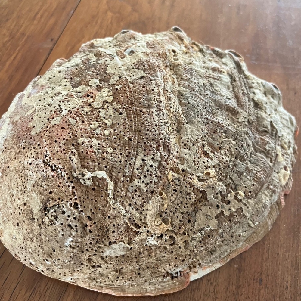 Natural Abalone Large Shell - Picture 5 of 16